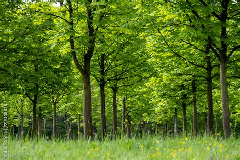 Junge Kastanienb Ume Im Fr Hling Stock Foto Adobe Stock