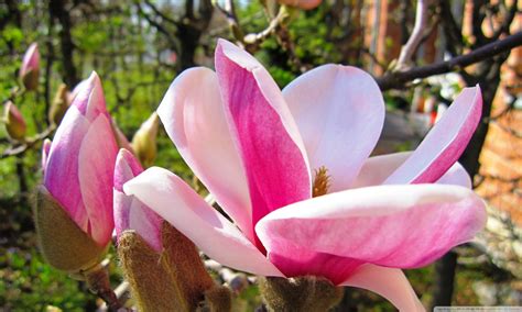 Frühling 4k Uhd Wallpaper For Ultrahd Desktop And Tv Widescreen And