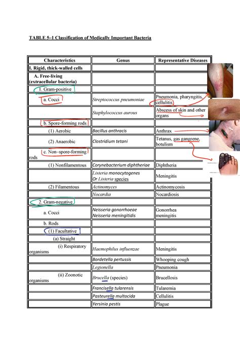 Medically Important Bacteria TABLE 51 Classification Of Medically