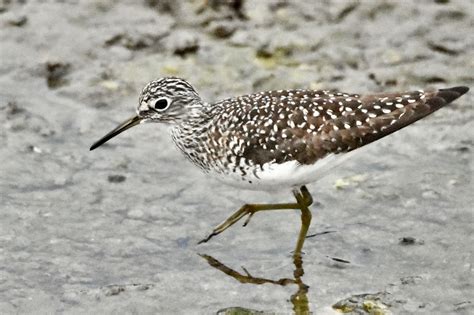 Solitary Sandpiper