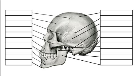 Skull Bones Diagram | Quizlet