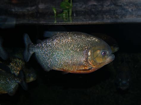 The Online Zoo Red Bellied Piranha