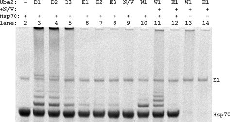 E2 Conjugating Enzyme Selectivity And Requirements For Function Of The