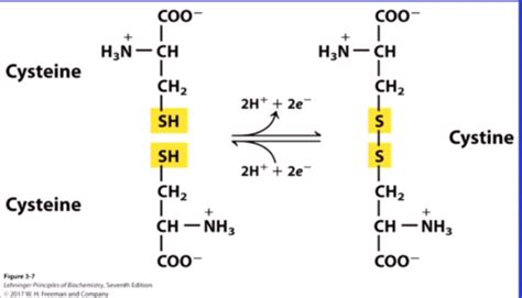 Biochem Ch 3 Amino Acids Proteins Flashcards Quizlet