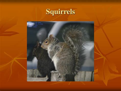 Ppt Rodents Powerpoint Presentation Free Download Id4033149