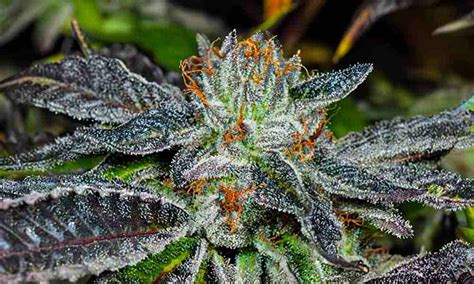 An In Depth Review Of Bubba Kush Cannabis Strain And Its Wide Range Of