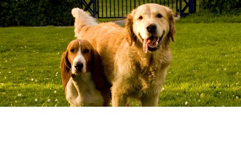 14 Golden Retriever Mixes That Might Be Even Cuter Than the Original