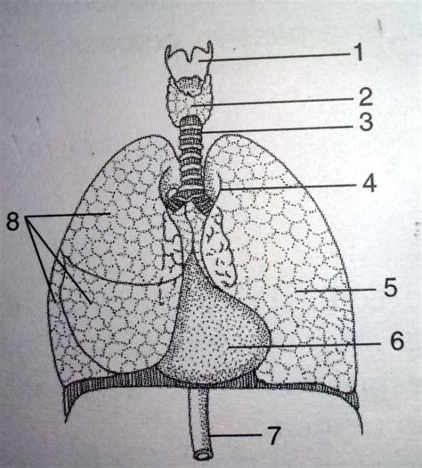 SOLVED: '13. Given below is a diagram showing the heart ...