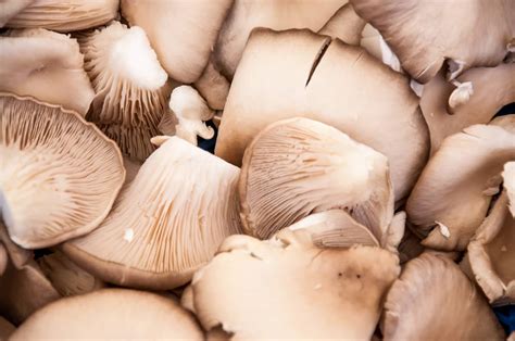 Oyster Mushroom Per Kg Pleurotus Spp Antioxidant Minerals Content