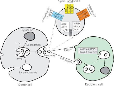 Biogenesis And Secretion Of Exosomes By Donor Cells And Uptake Of