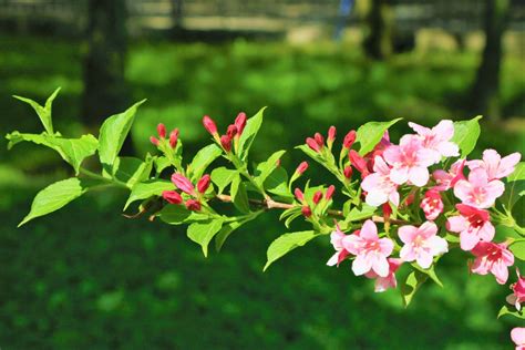 Bildet Blomster V R Natur Tre Rosa Gr Nn Blomst Blomstrende