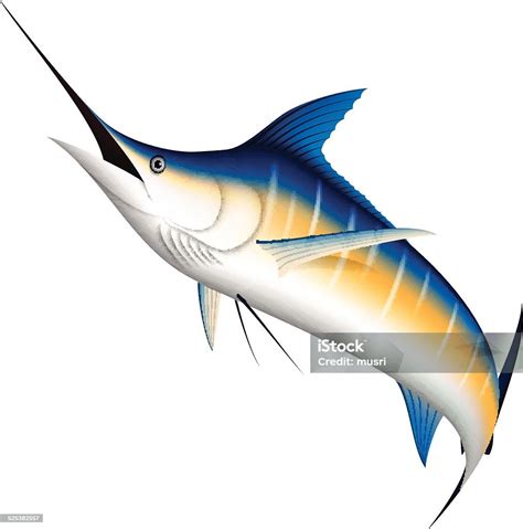 Ikan Marlin Biru Realistis Ilustrasi Stok - Unduh Gambar Sekarang - Todak - Ikan billfish ...