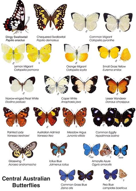 Swallowtail papilionidae identification life cycle facts pictures – Artofit