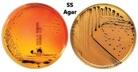 salmonella shigella ss  composition principle preparation