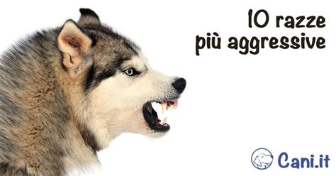 Le Razze Di Cani Pi Aggressive