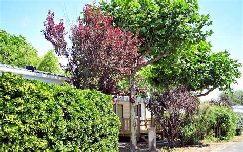 Bilder Vom Campingplatz Le Bois Tordu In Saint Hilaire De Riez Vend E