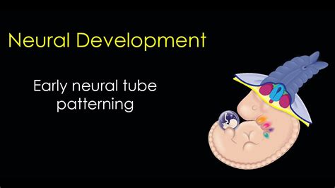 Nervous System Development Part 2 Neural Tube Patterning Youtube