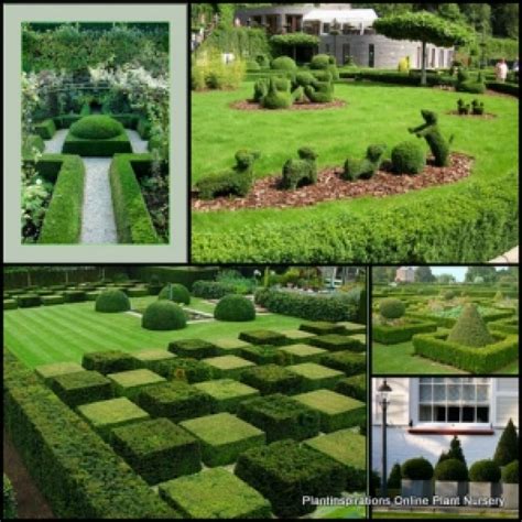 Box Hedge Dutch X Plants Dwarf Hedging Plants Garden Hardy Frost