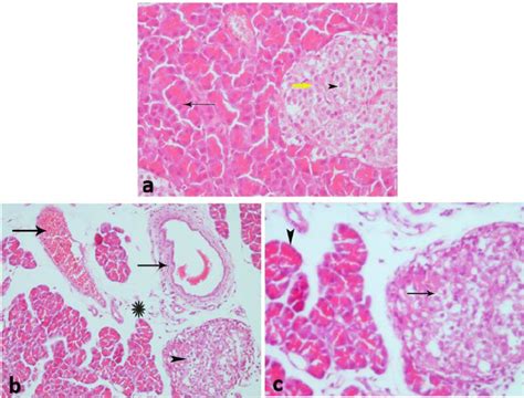 Section Of Pancreas Of A Rat A Download Scientific Diagram