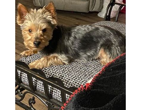 Prescott Az Yorkie Yorkshire Terrier Meet Chippy A Pet For