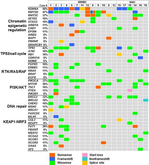 Frontiers Genomic Profiling Identified Ercc E Q Mutation In