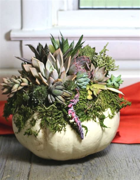 DIY Pumpkin Succulent Planters Easy Fall Pumpkin Centerpiece