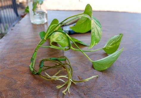 Pothos Propagation: How To Propagate A Pothos | Yard Kidz