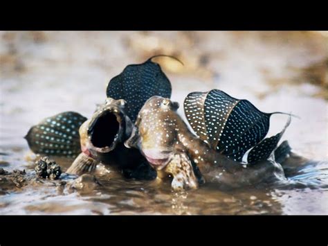 Mudskippers The Fish That Walk On Land Life Bbc Earth Fish Web