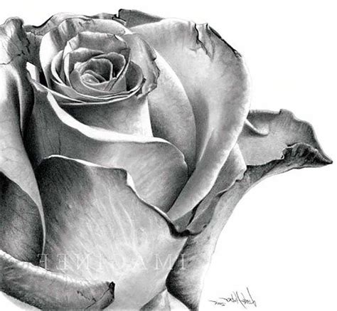 Realistic Graphite Drawing of a Rose