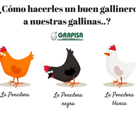 Cuánto cuesta mantener una gallina ponedora en casa Ecologia Cotidiana