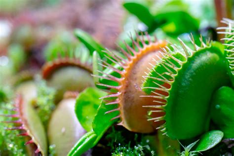 Cómo se cuidan las plantas carnívoras Rograplant