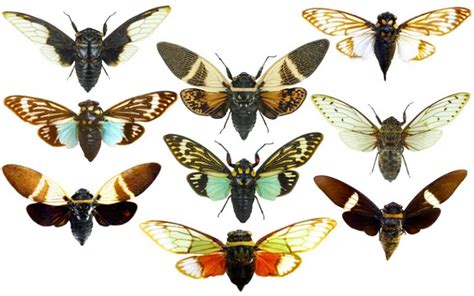 What Eats Cicadas? Natural Predators of Cicadas - Insectic