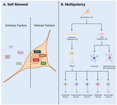 Cells Free Full Text Diversity Of Adult Neural Stem And Progenitor