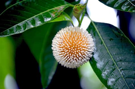 Burflower Tree Flor Árbol Foto Gratis En Pixabay Pixabay