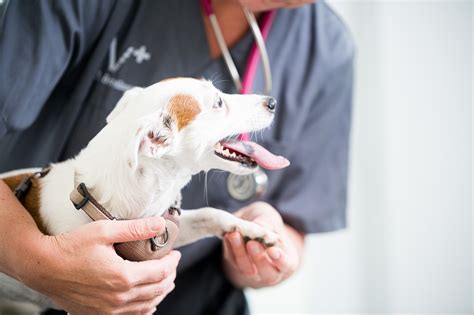 Innere Medizin F R Hunde Und Katzen Vetspezial Vetspezial