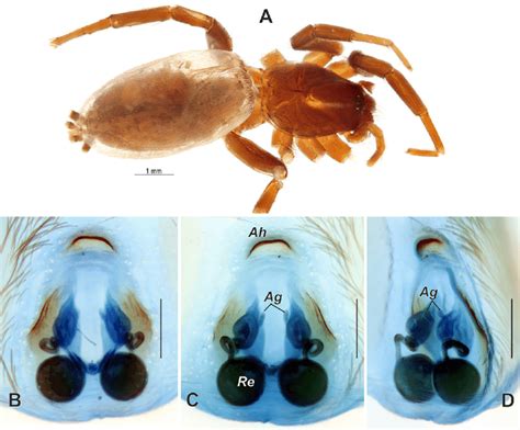 Female Of Zelotes Jakesi Sp N A Habitus Dorsal View B Epigyne