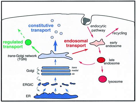 Intracellular Protein Traffic In Lymphocytes Immunity