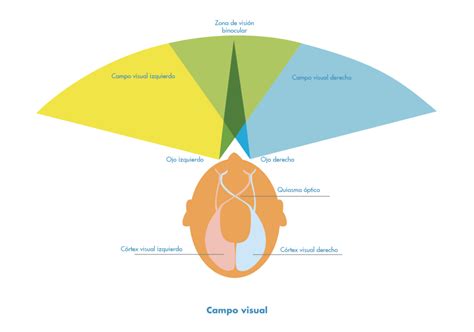 Qu Es El Campo Visual Wikivision
