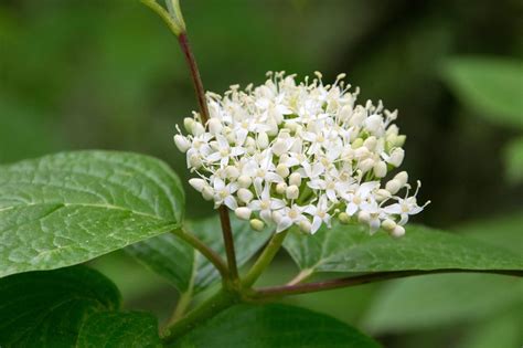 Sanguinella La Rivoluzione Del Gusto In Un Succo Di Puro Benessere