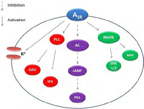 Adenosine A 1 receptors and its main pathways. A 1R , adenosine A 1... | Download Scientific Diagram