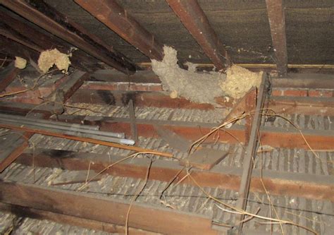 Ceiling Joist Shefford Chartered Surveyors