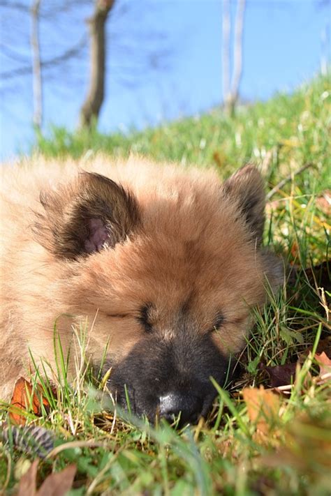 Hund Eurasier Hündin Welpen Kostenloses Foto auf Pixabay