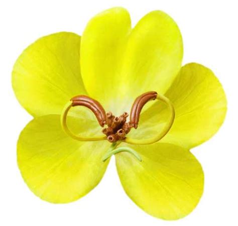 casia lavendelle rrwbyrp