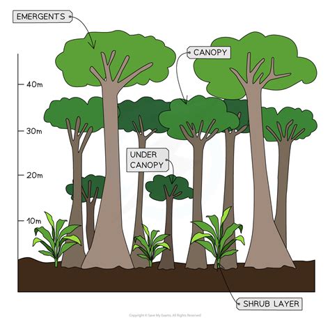 Tropical Rainforest Biome Aqa A Level Geography Revision Notes 2016