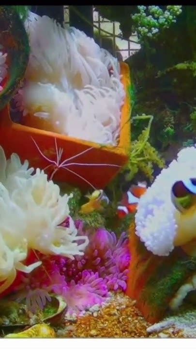 Nemo मछली Ikan 🐠rare And Colorful Sea Life Video🐟cá Isda ปลา மீன்