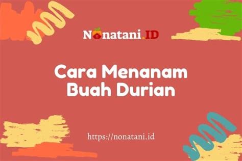 6 Cara Menanam Durian Yang Pendek Cepat Berbuah Nona Tani