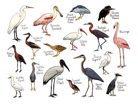 Water Birds Field Guide Style Watercolor Painting by KateDolamore