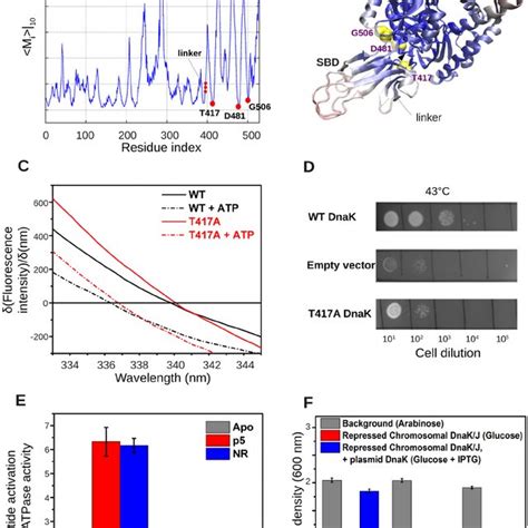 DnaK Residues Identified From GNM Mobility Play A Key Role In