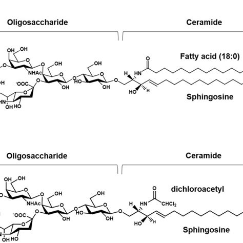 Structure Of Ganglioside Gm Ii Neu Acgg Cer And Of Its Liga