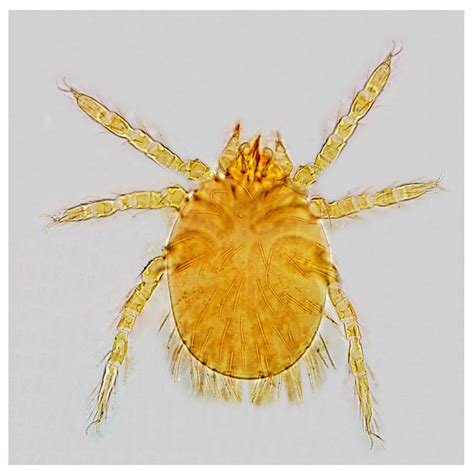 Animals | Free Full-Text | Comparison of Chiggers (Acari: Trombiculidae ...